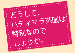 アッサムCTCハティマラ茶園