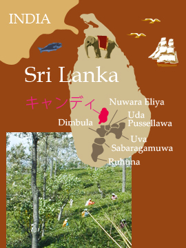 セイロン紅茶キャンディ・ケニルワース茶園