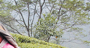 ダージリン紅茶 ファーストフラッシュ 春摘み