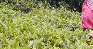 ダージリン紅茶 ファーストフラッシュ 春摘み