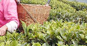 ダージリン紅茶 ファーストフラッシュ 春摘み