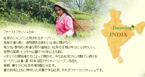 ダージリン紅茶ファーストフラッシュ・春摘み
