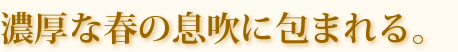濃厚な春の息吹に包まれる