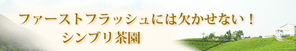 ダージリン紅茶ファーストフラッシュ・春摘みシンブリ茶園