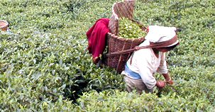 ダージリン紅茶 セカンドフラッシュ 夏摘み