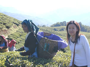 茶園訪問編 :ダージリン出張記