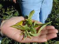 茶園訪問編 :ダージリン出張記