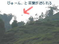 ジャンパナ茶園:ダージリン出張記