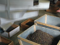 ジャンパナ茶園:ダージリン出張記