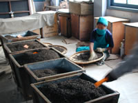 ジャンパナ茶園:ダージリン出張記