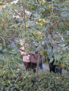 マカイバリ茶園:ダージリン出張記