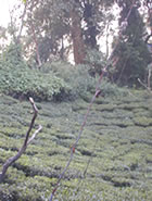 マカイバリ茶園:ダージリン出張記