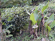 マカイバリ茶園:ダージリン出張記