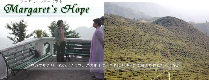 マーガレッツホープ茶園:ダージリン出張記