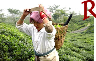 リシーハット茶園:ダージリン出張記