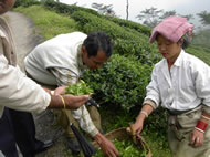 リシーハット茶園:ダージリン出張記