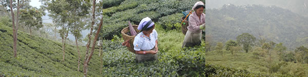 プッタボン茶園:ダージリン出張記