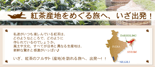 紅茶産地訪問記