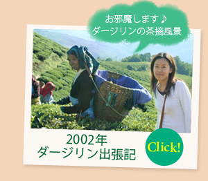 ダージリン出張記