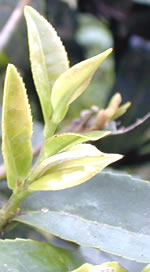 茶葉