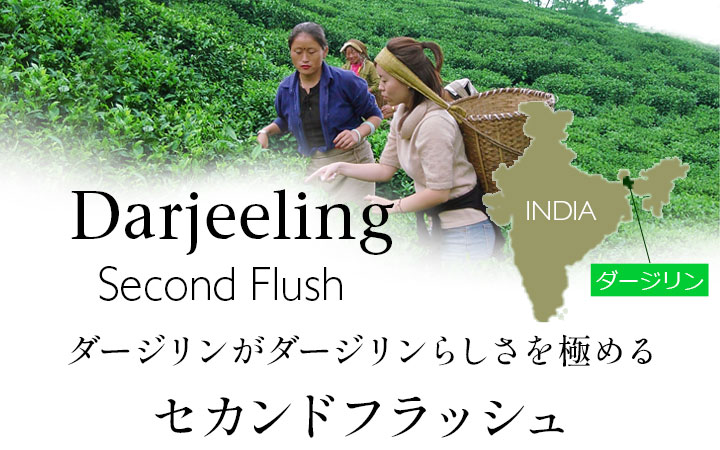 紅茶 茶葉 ダージリン セカンドフラッシュ 2023年 グームティー茶園