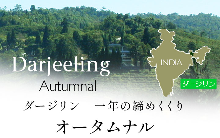 ダージリン・オータムナル